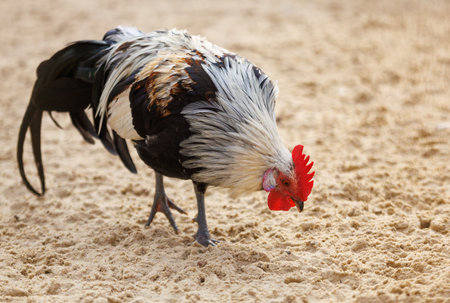 A chicken is eating on the sand. The chicken is white and brown. The chicken has a red beakの写真素材