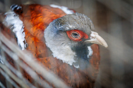 A bird with a red beak and red eyes. It is brown and white. It is in a cageの写真素材