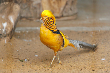 A yellow bird with a long tail is walking on the ground. It has a black beakの写真素材