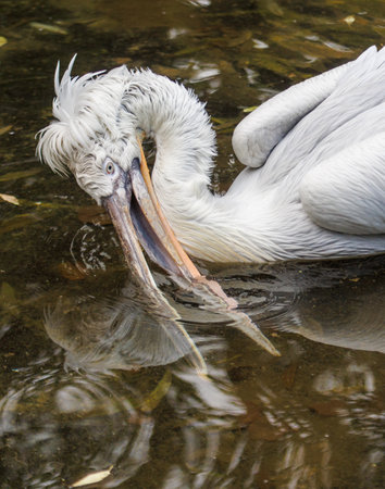 A pelican is swimming in a body of water. The bird has a long beak and is eating somethingの写真素材