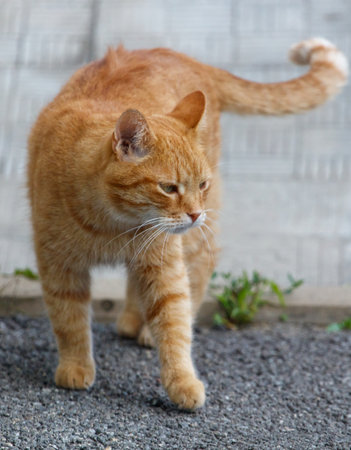 A cat is walking on a sidewalk. It is orange and white. The cat is looking at somethingの写真素材