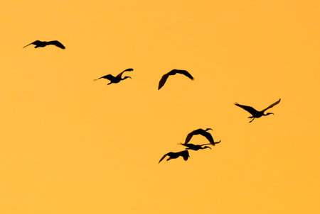 A flock of birds flying in the sky. The birds are silhouetted against the orange skyの写真素材