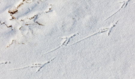 A bird's footprint is in the snow. The snow is white
