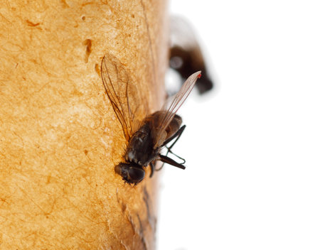 A flock of birds flying in the sky.の写真素材