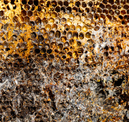 A close up of a honeycomb with holes in it. The honeycomb is brown and has a lot of holes