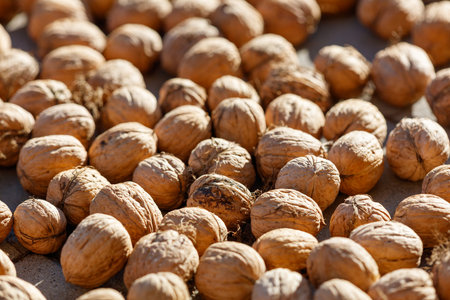 Walnuts are dried in the sun. Close-up.の写真素材