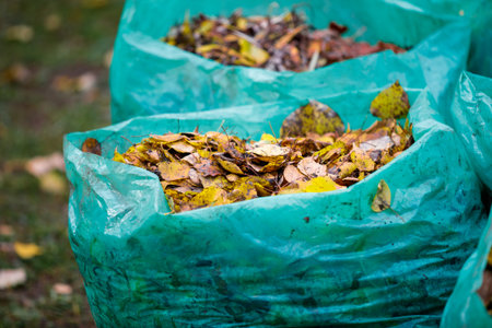 A pile of leaves is in a green bag. There are two bags of leaves, one on the left and one on the rightの写真素材