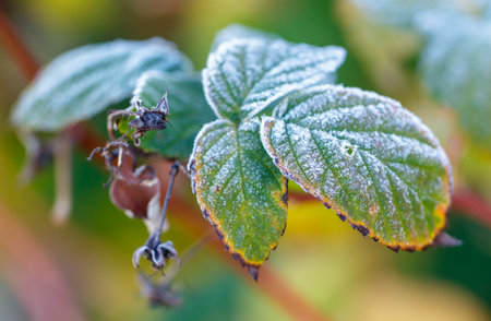 A leaf with frost on it. The leaf is green and has a brown spot. The frost is white and covers the...