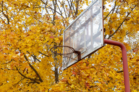 A basketball hoop with a net and a basketball in it. The net is torn and the hoop is rusty. The background is a tree with yellow leavesの写真素材