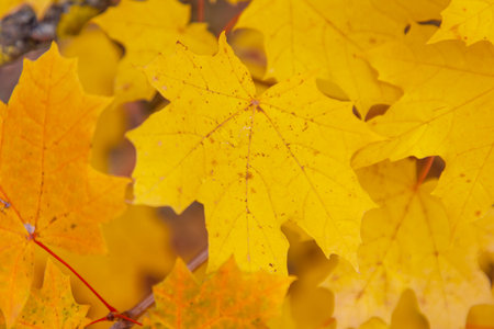 A close-up of a yellow leaf with a brown spot. The leaf is vibrant and has a unique texture, with the brown spot adding a touch of contrast. The leaf is surrounded by other leavesの写真素材