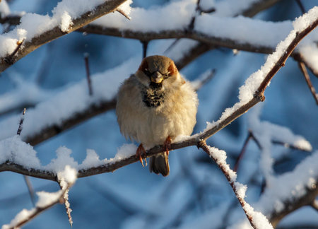 A small bird is sitting on a branch covered in snow. The bird is brown and black. It is looking at the cameraの写真素材