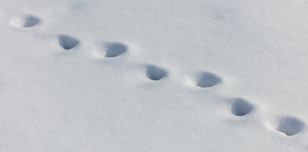 A snow covered ground with a line of footprints. The footprints are small and are in a row