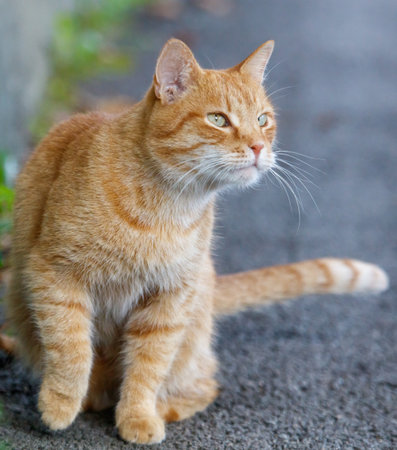 A cat is sitting on the ground. It is orange and has a long tail. The cat is looking at the cameraの写真素材