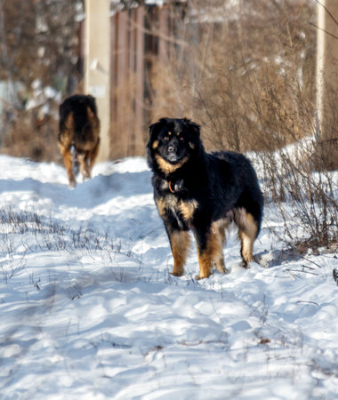 Two dogs are walking on a snowy path. One of the dogs is black and brown. The other dog is black