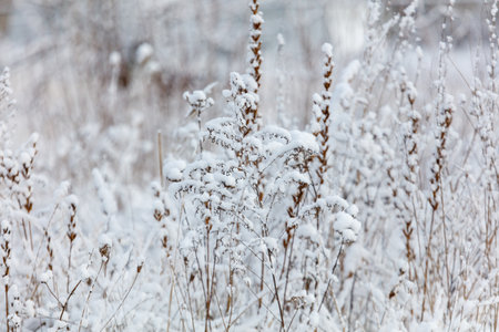 A field of snow covered plants. The snow is white and fluffyの写真素材