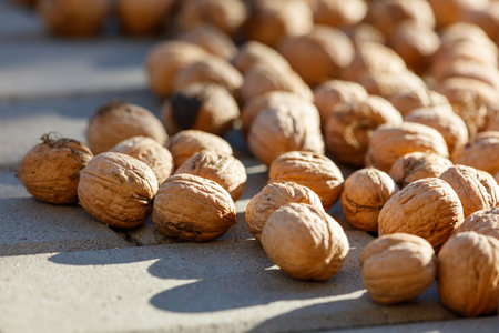 Walnuts are dried in the sun. Close-up.