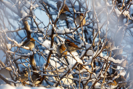 A group of birds are sitting on a tree branch covered in snow. There are at least five birds visible in the imageの写真素材