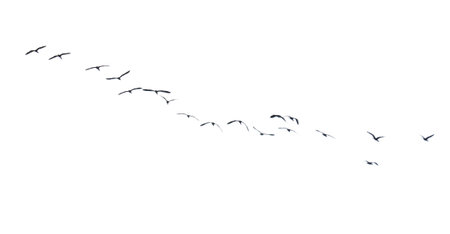 A flock of birds flying in a line across a white background. The birds are in various positions, some closer to the front and others further back. Concept of freedom and movementの写真素材