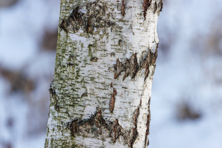 A tree trunk with a lot of bark and some moss on it. The bark is white and the tree is in the snowの写真素材