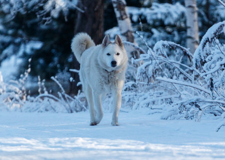 A white dog is walking in the snow. The dog is wearing a collar