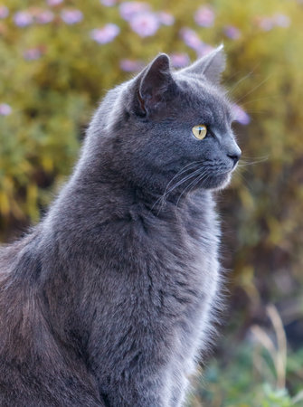 A gray cat is sitting in a grassy area. It has a yellow face and is looking at the cameraの写真素材