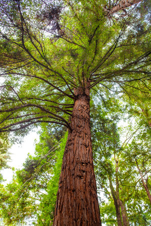 A large tree with green leaves and brown bark. The tree is tall and has a trunk that is brownの写真素材
