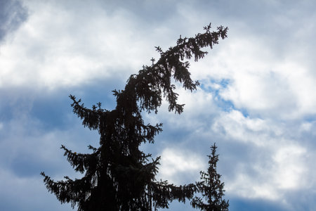 A tree with a long trunk and branches. The sky is cloudy and the sun is not visibleの写真素材