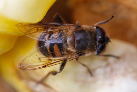 A brown and black bee is sitting on a yellow surface. The bee has a black head and a brown body