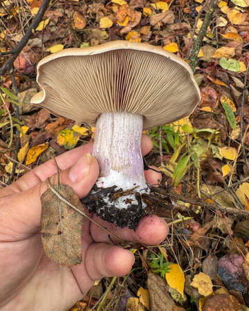 A hand holding a mushroom. The mushroom has a white stemの写真素材