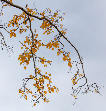 A tree branch with yellow leaves. The branch is hanging over a cloudy skyの写真素材