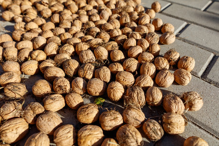 Walnuts are dried in the sun. Close-up.の写真素材