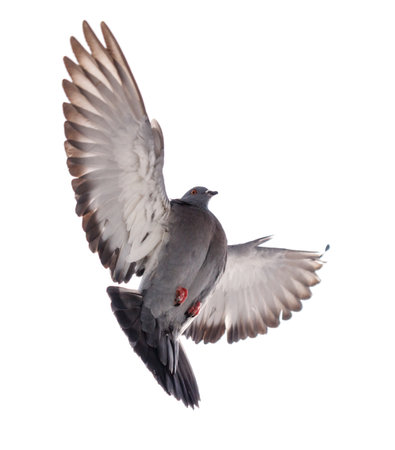 A pigeon is flying in the air. Its wings are spread out. The bird has red and black feathersの写真素材