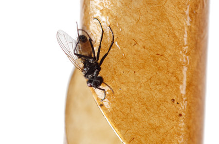 Flies stuck to sticky tape isolated on white background.の写真素材