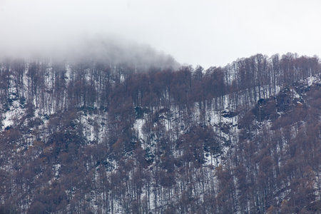 A snowy mountain with trees and a foggy sky. The trees are bare and the sky is overcastの写真素材
