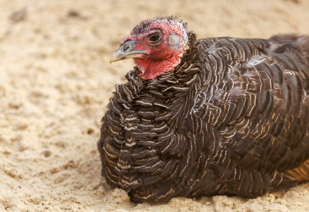A turkey is laying on the sand. It has a red head. The turkey is brown and blackの写真素材