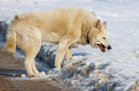 A white dog is eating something off the ground.の写真素材