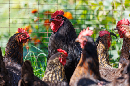 A group of chickens are standing in a pen. One of the chickens has a black head and red combの写真素材