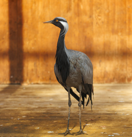 A large bird with a black beak stands on a wooden floor. The bird is gray and has a black faceの写真素材