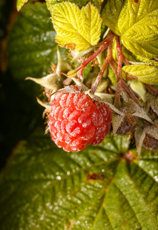 A red raspberry is covered in frost. It is on a branch. The branch is green. The frost is white