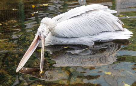 A pelican is in the water with its head down. It has a long beak. The water is murkyの写真素材