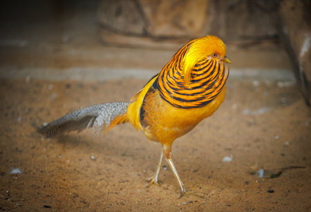 A yellow bird with a striped head is standing on the ground. It has a long tail and is walking on the sandの写真素材