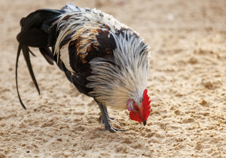 A rooster is eating on the ground. It has a black and white head. The rooster is standing on a sandy surfaceの写真素材