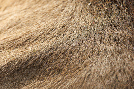 The fur of a brown animal is shown in detail. The fur is coarse and has a lot of textureの写真素材
