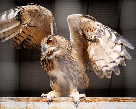 A brown owl with a white wing is standing on a wooden post. The owl has a black eye and a white earの写真素材