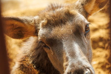 A deer with brown fur and a black nose. The deer is laying downの写真素材