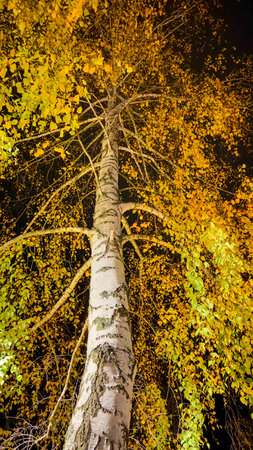 A tall birch tree with yellow leaves. The tree is in the dark