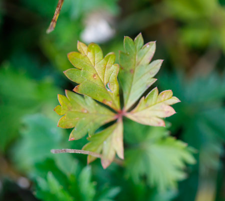 A leaf of parsley is shown in the foreground. The leaf is green and has a brown tip