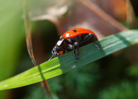 A ladybug is sitting on a leaf. The ladybug is red and black. The leaf is green