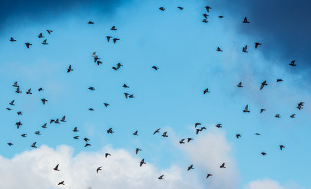 A flock of birds flying in the sky. The sky is blue and cloudy. There are many birds in the sky
