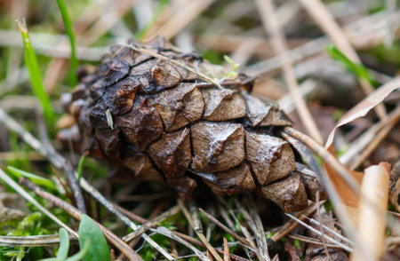 A pine cone is on the ground. It is brown and has a lot of bumps. The pine cone is on top of some...